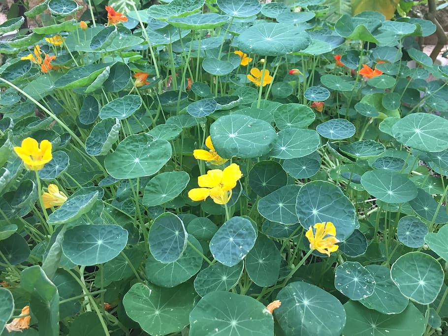 Plants, Abstract, Flowers, Pretty, nature, pond, green Color HD wallpaper