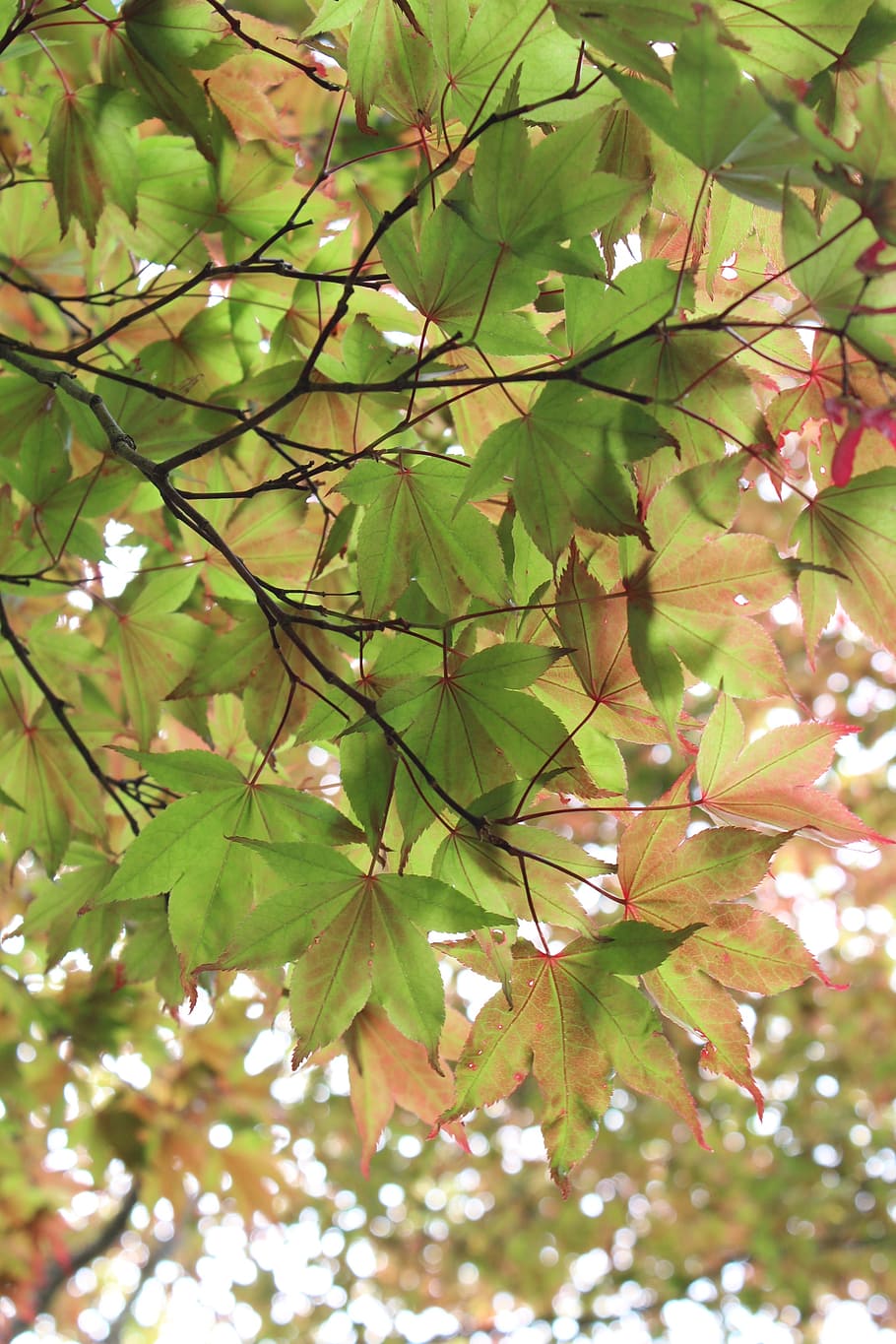 leaves, tree, green, red, spring, nature, leaf, plant part HD wallpaper