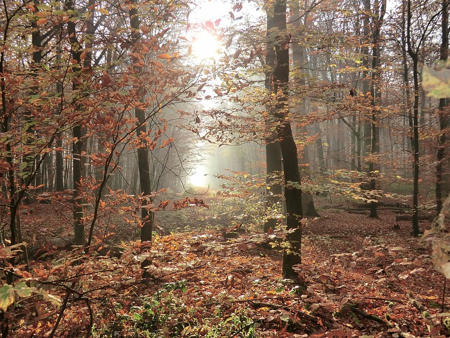 autumn, forest, back light, trees, leaves, glade, autumn forest HD wallpaper