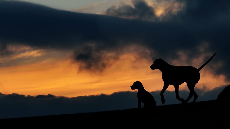 silhouette of 2 dogs under black cloud, two dogs, sunset, dusk HD wallpaper