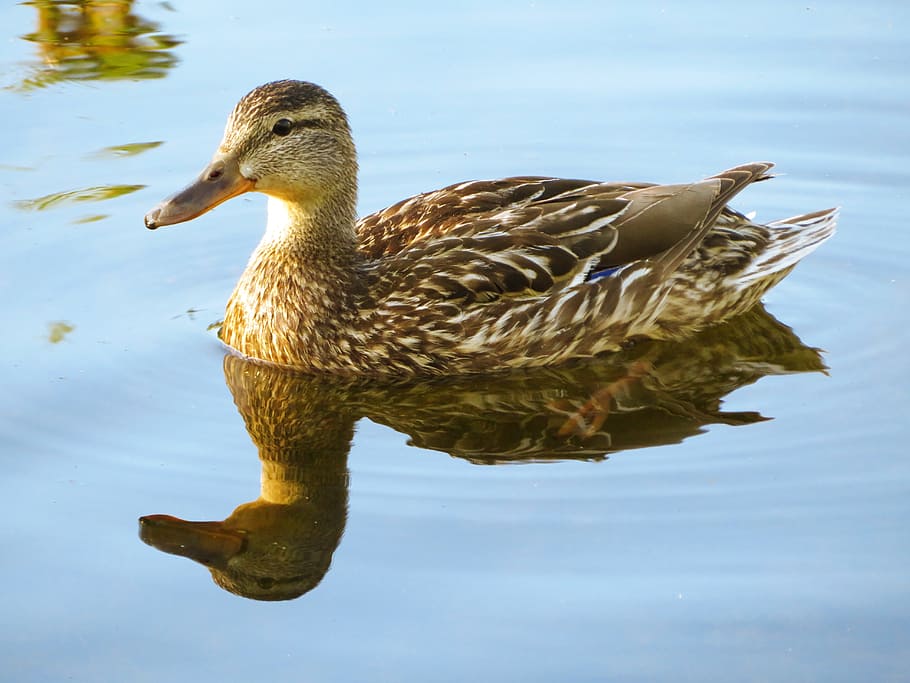 Duck, Waterfowl, Bird, Reflection, nature, wildlife, pond, animal HD wallpaper