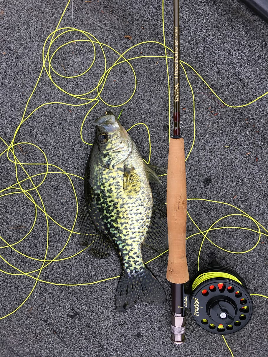 Crappie on a fly, black and brown fishing rod beside fish, reel