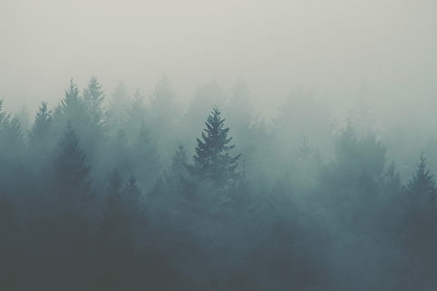 HD wallpaper: photography of green pine trees covered by fogs, aerial