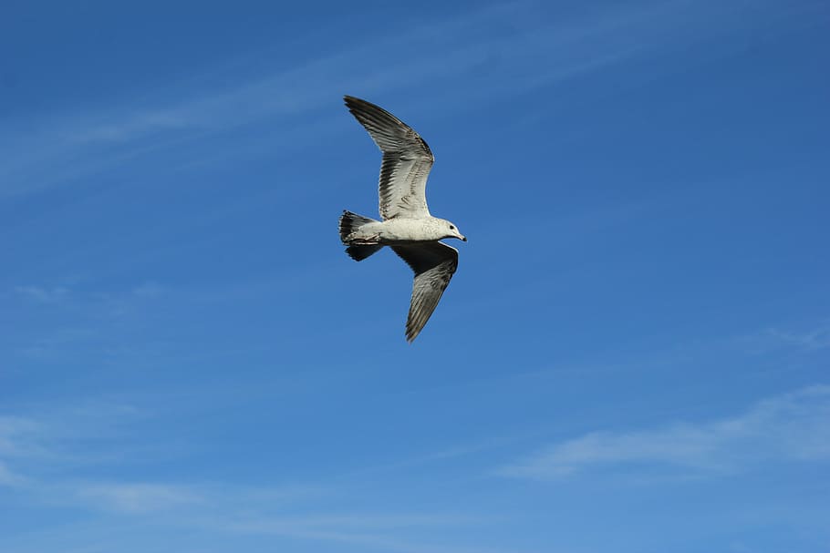 ave, seagull, bird, sky, wings, birds, bird watching, flying HD wallpaper