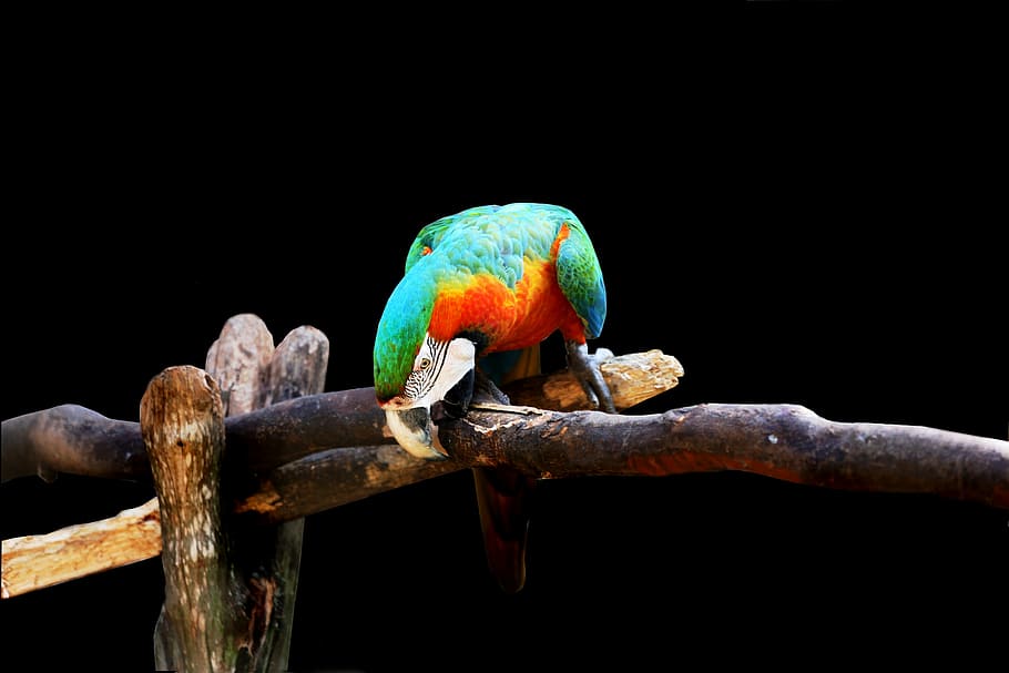 arara on black background, bird, colorful, arara canindé, on the branch, HD wallpaper