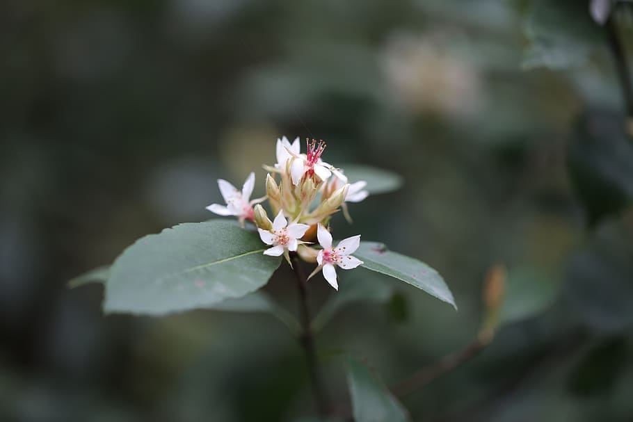 flower, white, spring, flag, plant, nature, grow, outdoor, life HD wallpaper