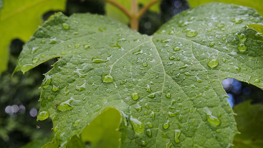 Hydrangea, Leaf, Nature, Plant, rosa, green, drops, macro, drops of water HD wallpaper