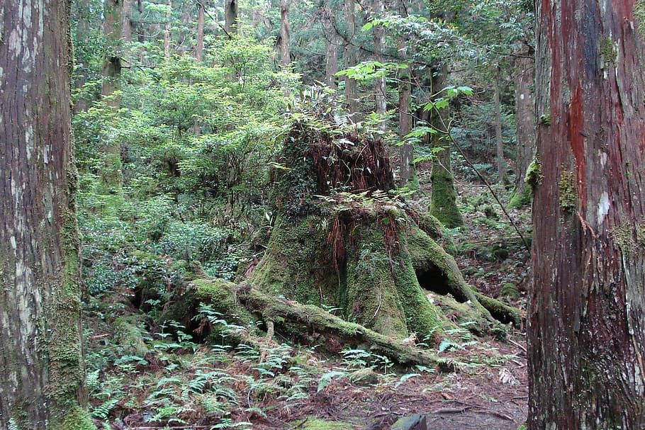 strain, tree, nature, plant, forest, growth, land, tree trunk HD wallpaper