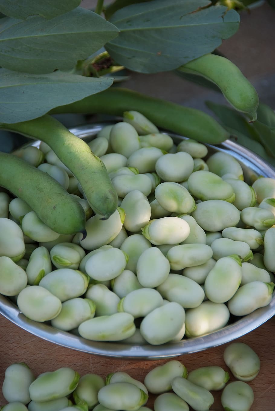 broad bean, pod, green, seeds, fresh, leaf, healthy eating, HD wallpaper
