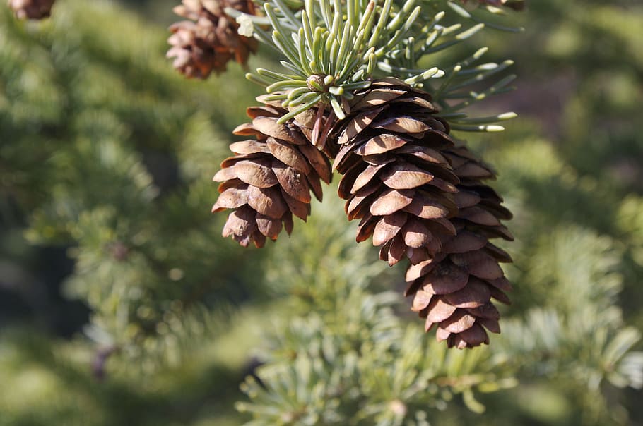 selective focus photography of brown pine cone, pinecone, pine tree HD wallpaper