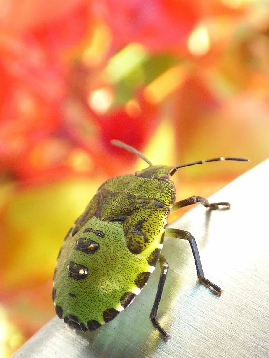 bug, insect, nature, macro, close, insect photo, animal, close-up HD wallpaper