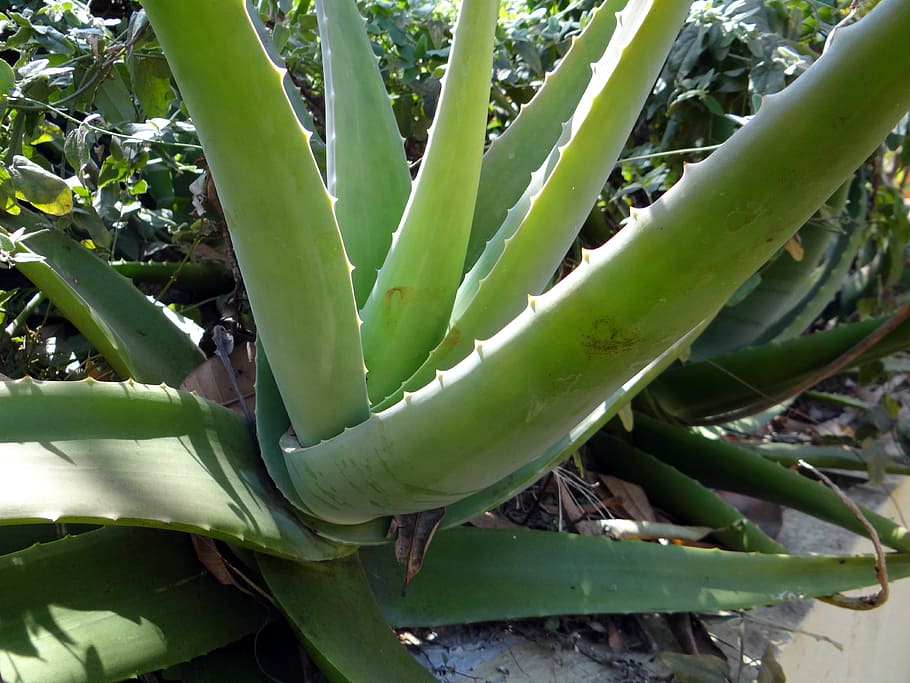 green aloe vera plant, Succulent, Plant, medicinal, nature, health