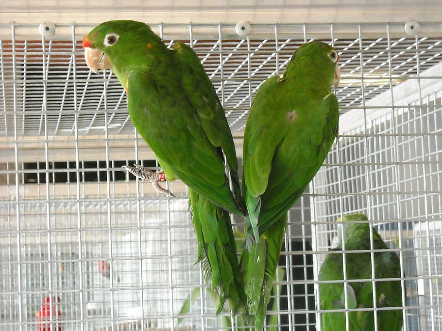 Parakeets, Small, Parrots, Birds, Cage, small parrots, pets, HD wallpaper