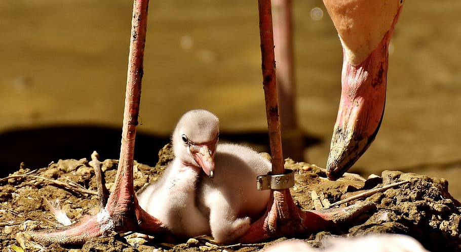 untitled, Flamingos, Chicks, Cute, Birds, water bird, colorful HD wallpaper