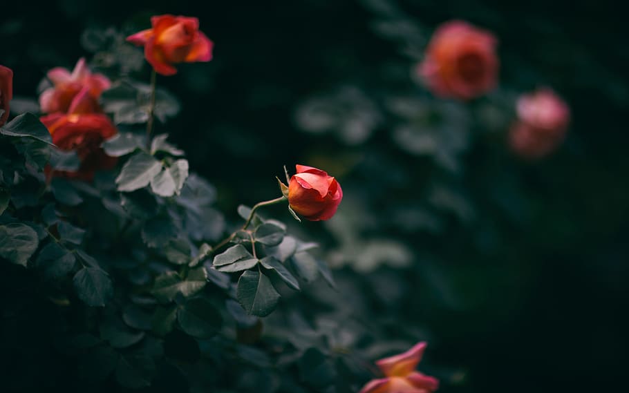 rose, bloom, green, leaf, flower, plant, nature, dark, flowering plant HD wallpaper