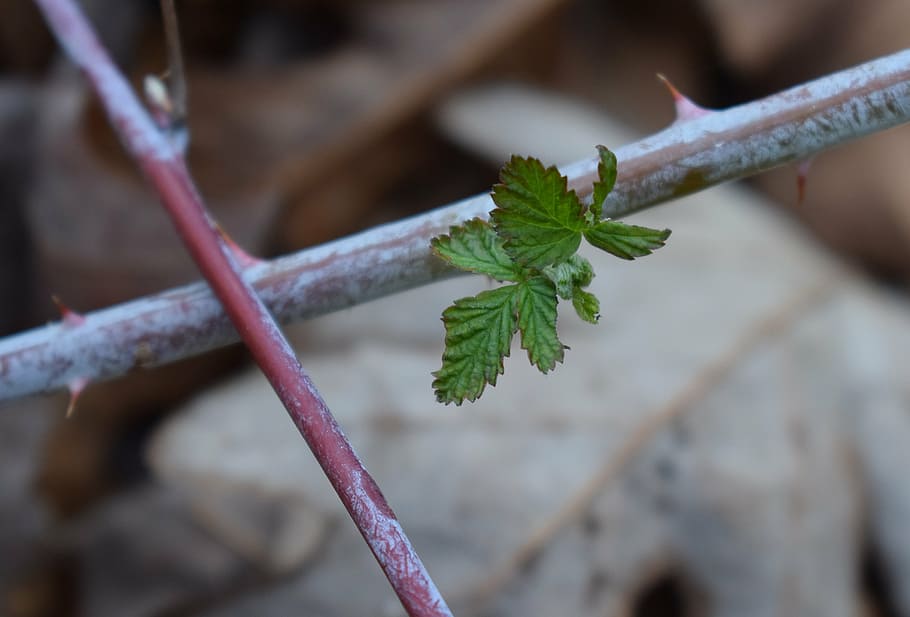 spring raspberry leaves, foliage, plant, nature, leaf, thorns HD wallpaper