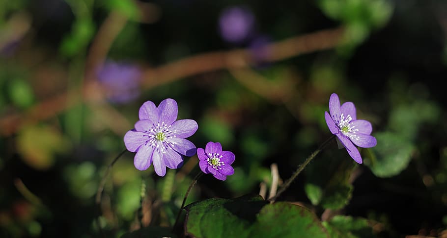 Hepatica, Hepatica Nobilis, spring flower, blue, wildflower, liverwort, HD wallpaper