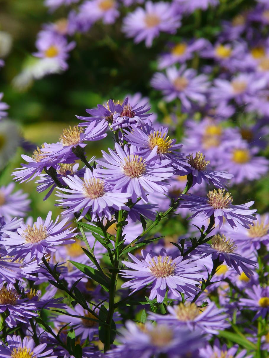smooth leaf aster, herbstaster, flower, bloom, flowers, ornamental plant HD wallpaper