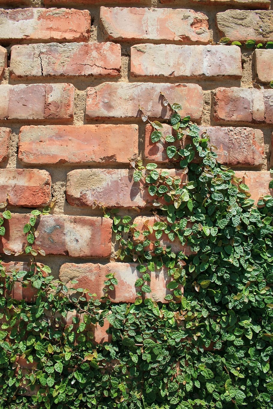 wall, brick, rows, regular, creeper, plant, green, irregular HD wallpaper