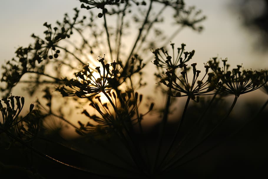 koper, west, the sun, plant, growth, nature, no people, beauty in nature HD wallpaper