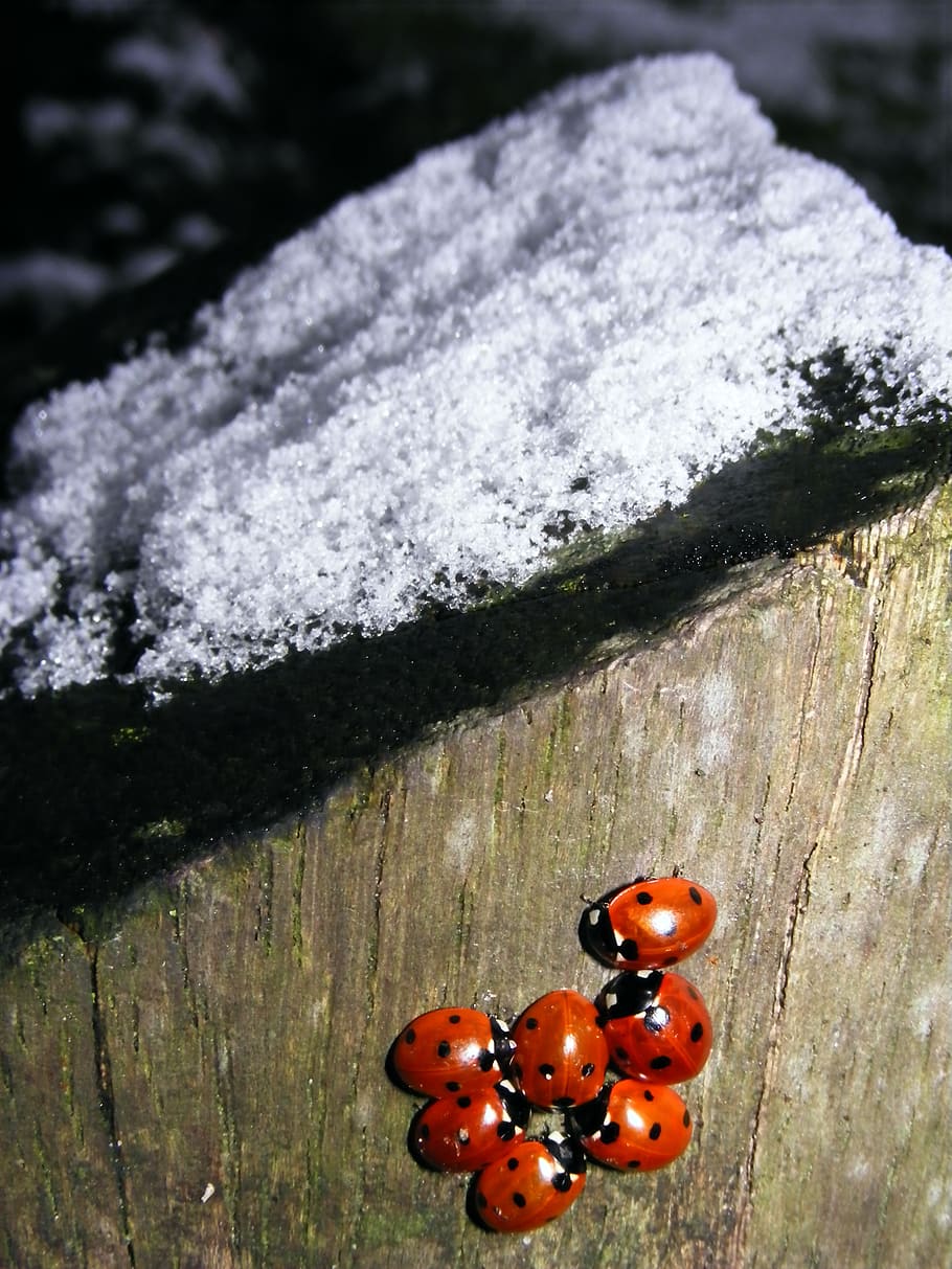 snow, ladybug, winter, no people, wood - material, close-up HD wallpaper