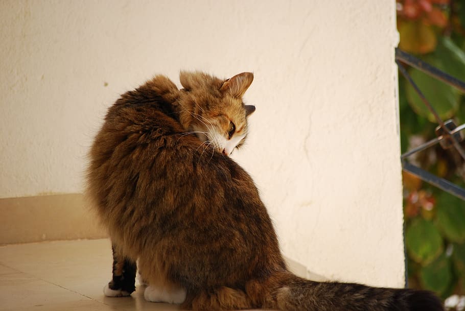 cat, feline, tabby, mammal, animal themes, domestic, pets, domestic animals HD wallpaper