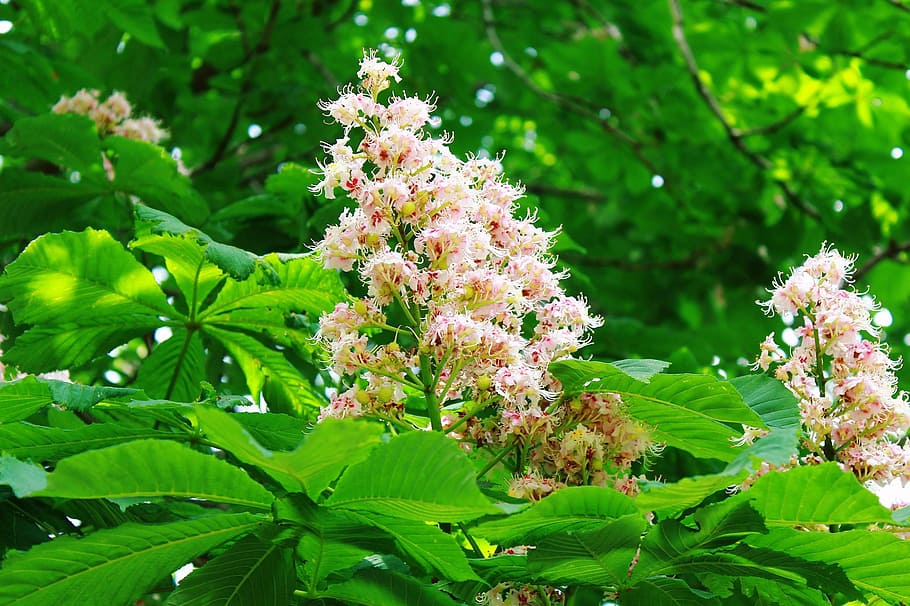 chestnut, chestnut tree, chestnut leaves, green, canopy, spring HD wallpaper