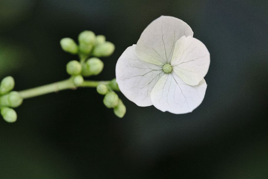 blossom, bloom, spring, freshness, plant, flower, flowering plant HD wallpaper