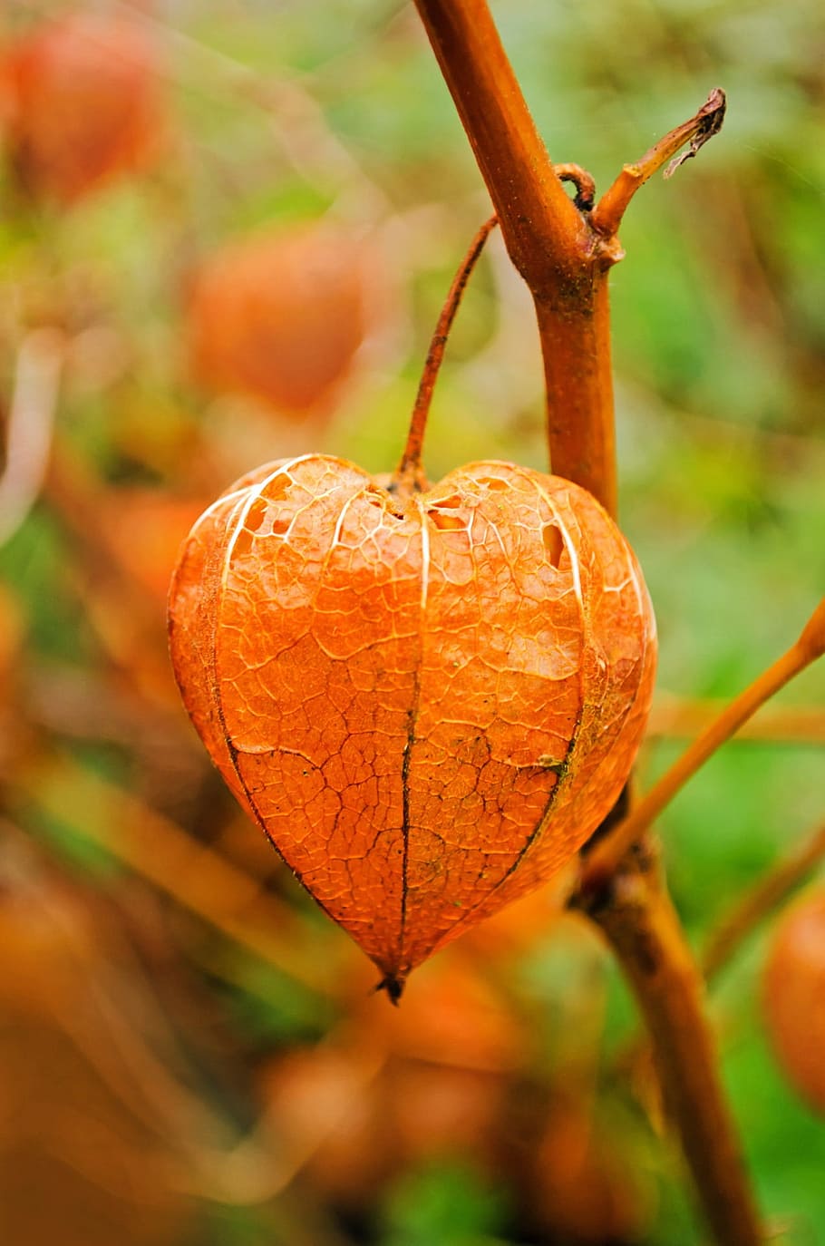 selective focus photography of physalis fruit, berry, culinary HD wallpaper