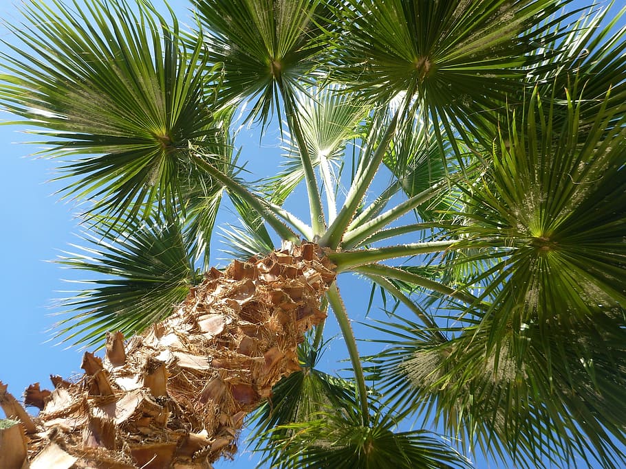 palm, sky, nature, tree, palm tree, plant, tropical climate HD wallpaper