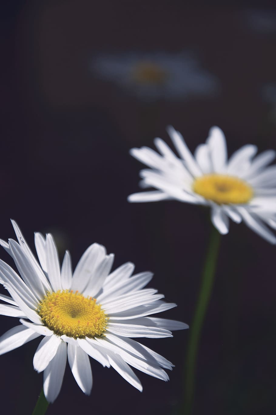 Daisies, Daisy, Flowers, Macro, Petals, white daisies, white daisy HD wallpaper