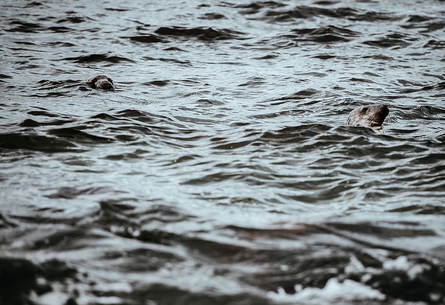 close up photo of body of water, two seals swimming on the ocean, HD wallpaper