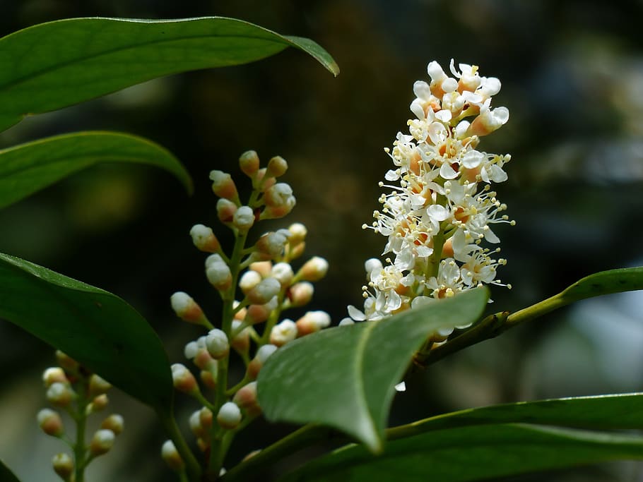 prunus laurocerasus, bud, bush, blossom, bloom, white, plant, HD wallpaper
