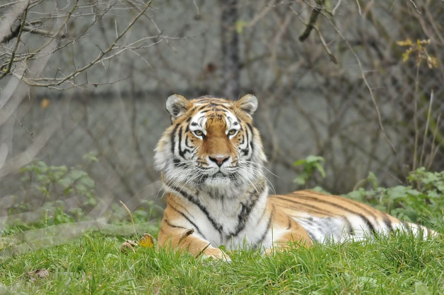 zoo, hellabrunn, munich, animal, animal themes, animal wildlife HD wallpaper