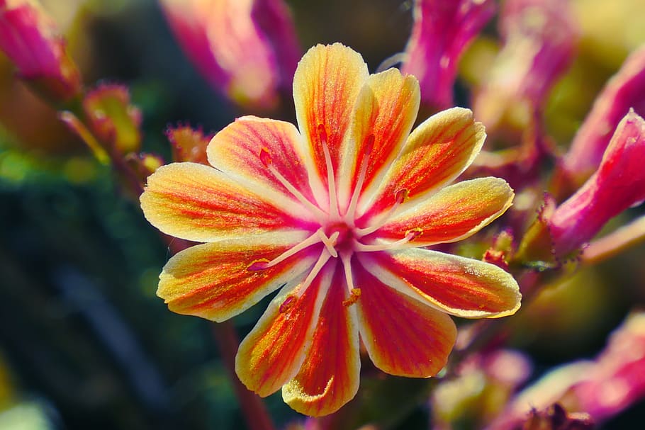 flowers, nature, orange, flowering plant, beauty in nature HD wallpaper