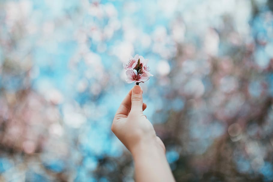 person holding pink cherry blossom flower, spring, hand, bokeh HD wallpaper