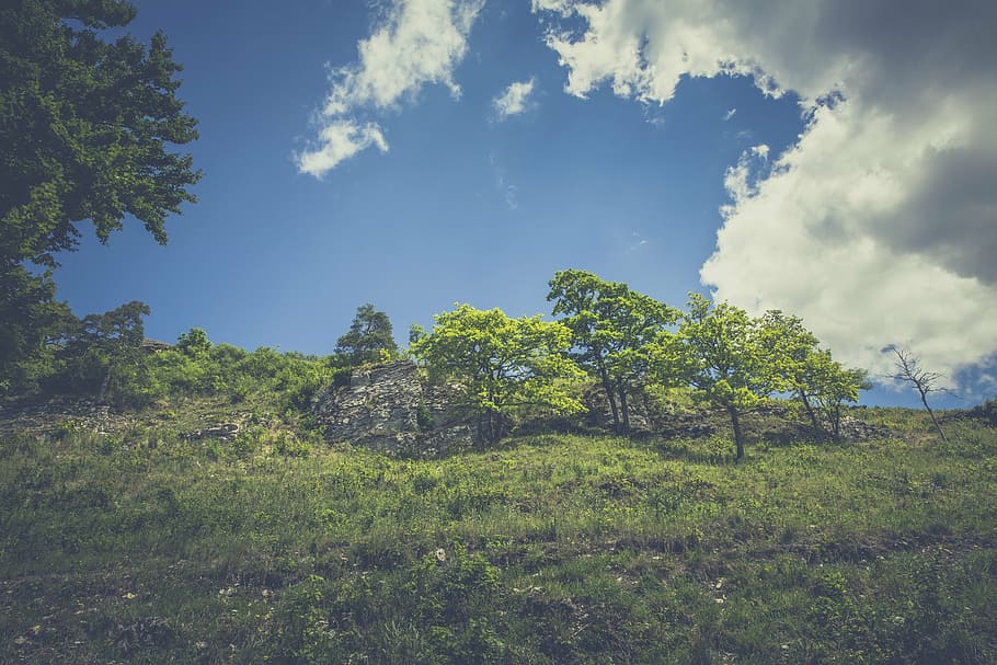 forest, hill, landscape, meadow, green, nature, sky, outlook HD wallpaper