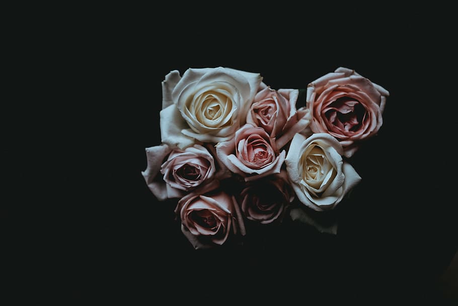 low light photography of roses, white and pink roses, rose - Flower HD wallpaper