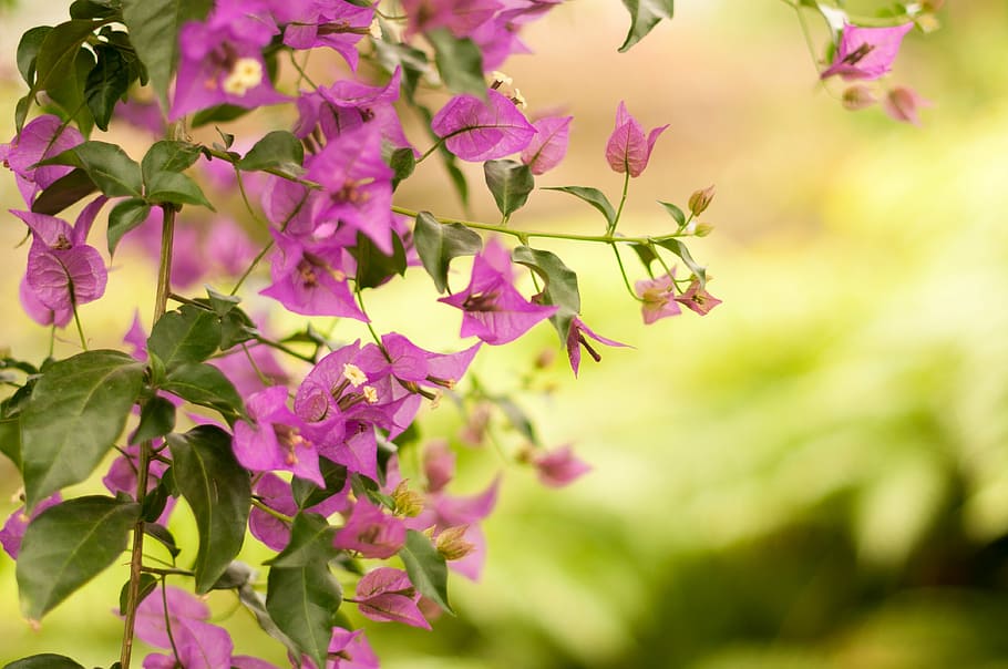 background, backgrounds and textures, backdrop, flower, summer HD wallpaper