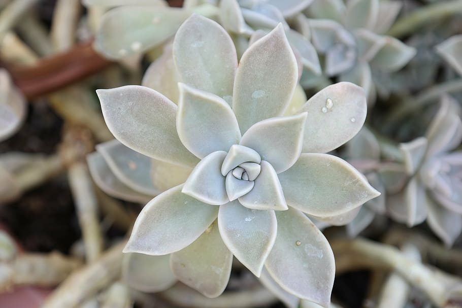 nature, cacti, cactus, succulent, leaves, star, gray, green HD wallpaper