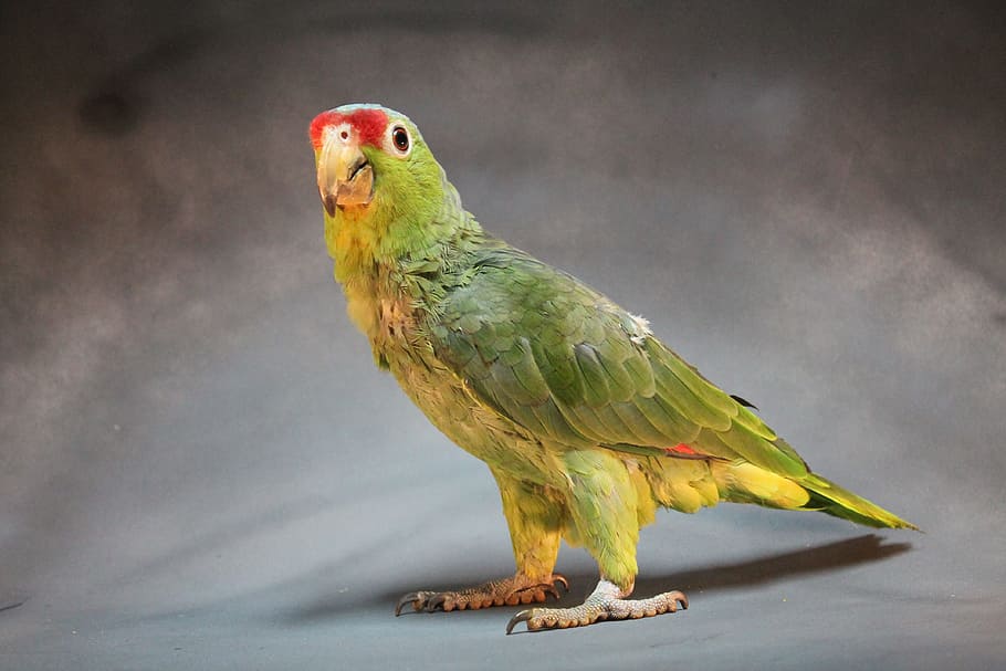 Parrot, Ave, Bird, Macaw, Animal, green, nature, beak, wildlife HD wallpaper