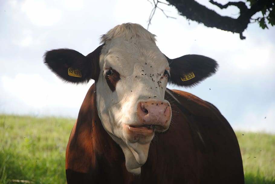 cow, nature, beef, alm, cows, pasture, animals, agriculture HD wallpaper