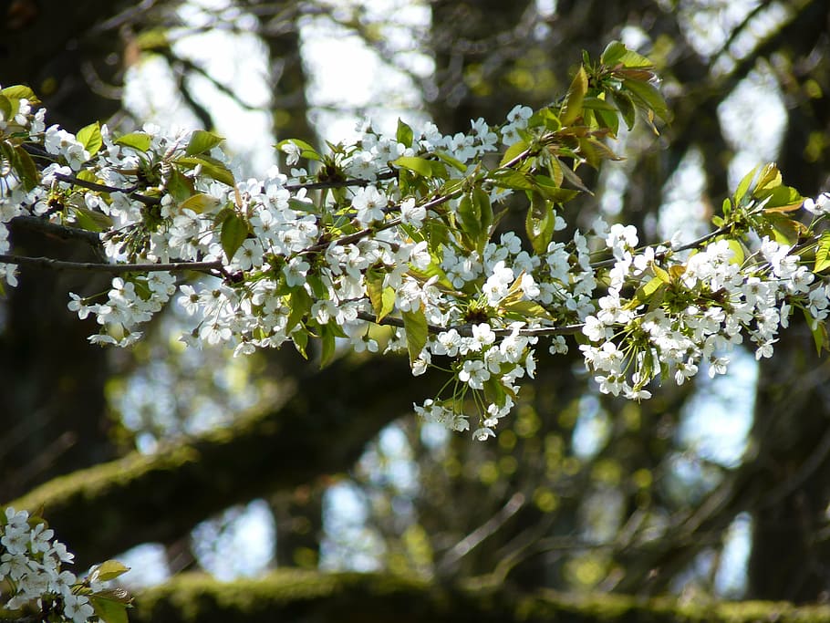 cherry blossom, flowers, white, spring, plant, flowering plant HD wallpaper