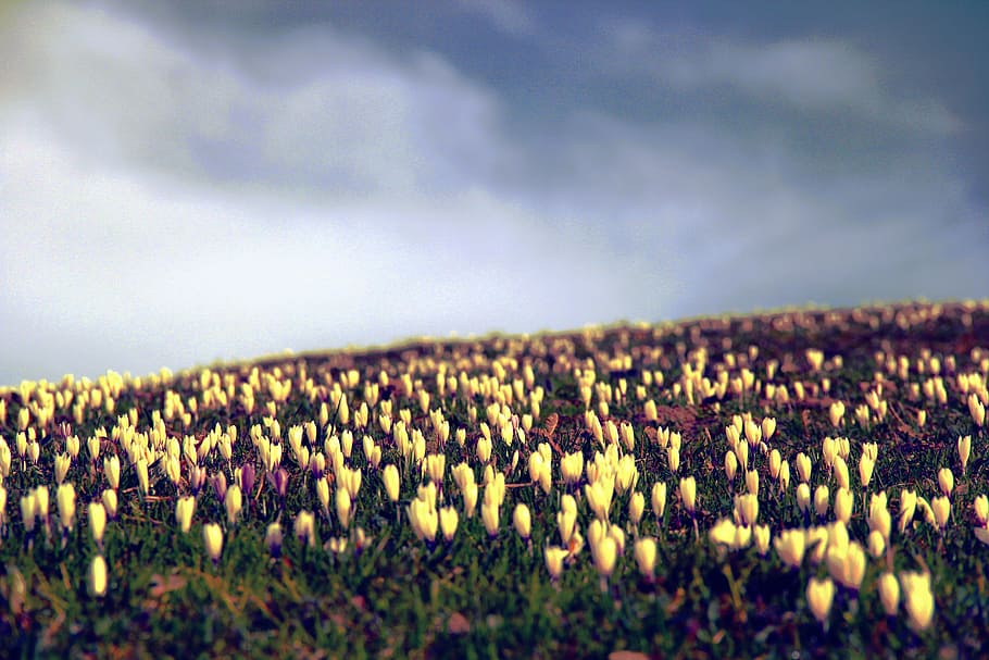 crocus, flowers, meadow, spring, nature, garden, season, blossom HD wallpaper