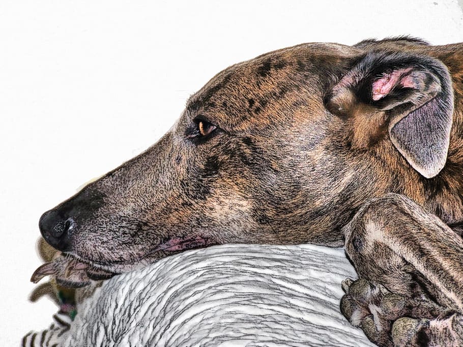closeup photo of brindle dog lying on gray cloth, head, face HD wallpaper