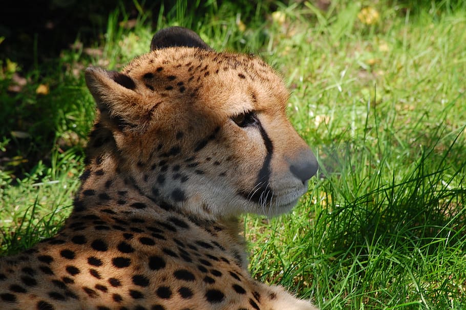 predator, cheetah, cat, nature, big cat, wild animal, speed HD wallpaper