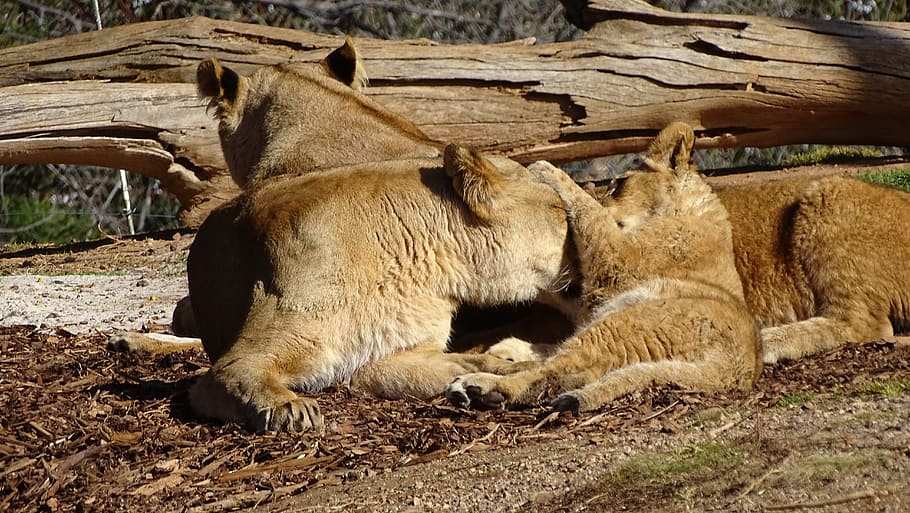 pride of lions, cub, cat, big-cat, african-lion, lion-cat, feline, HD wallpaper