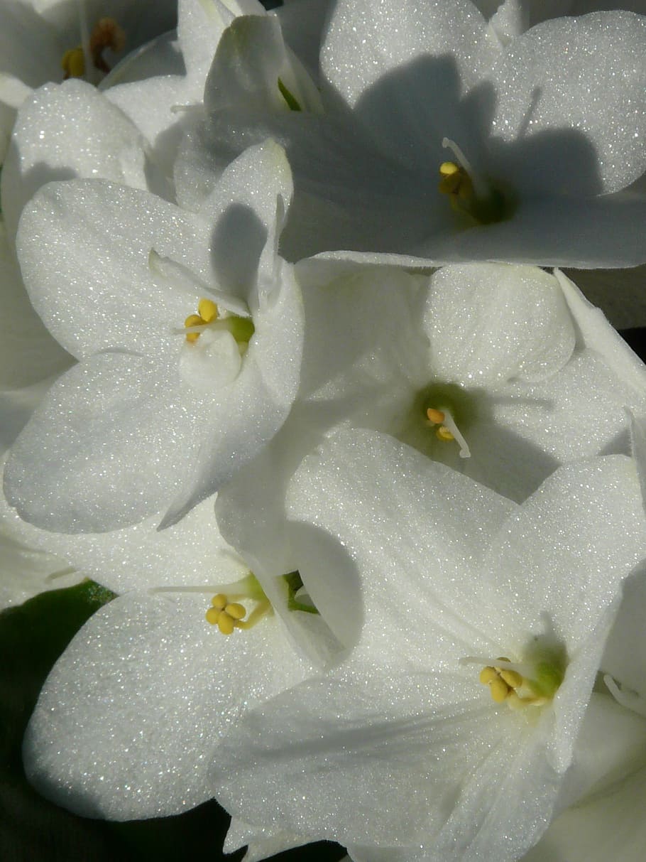 flower, hydrangea, blossom, bloom, inflorescence, white, silver HD wallpaper