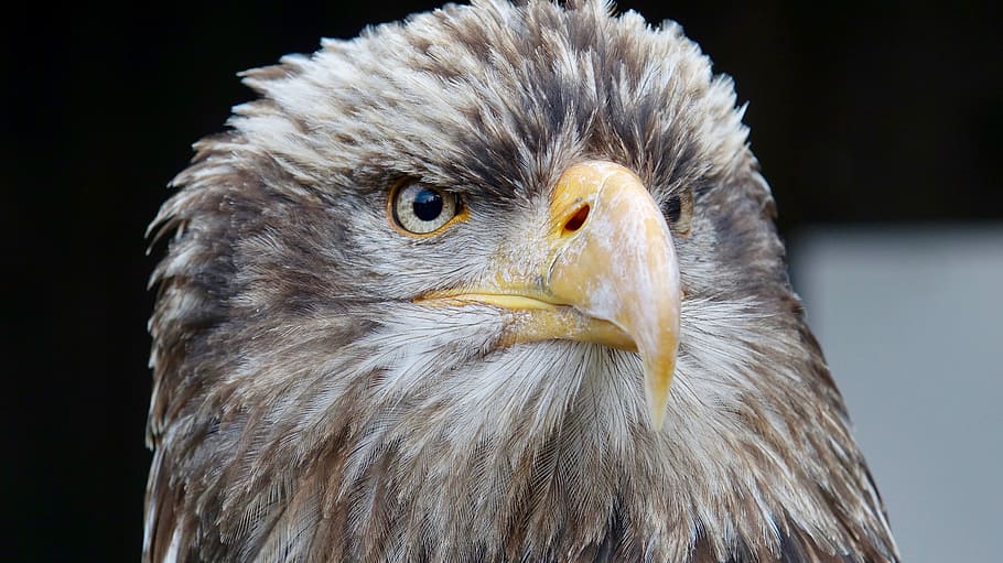 wildlife, raptor, eagle, bird, nature, eye, beak, feather, predator HD wallpaper