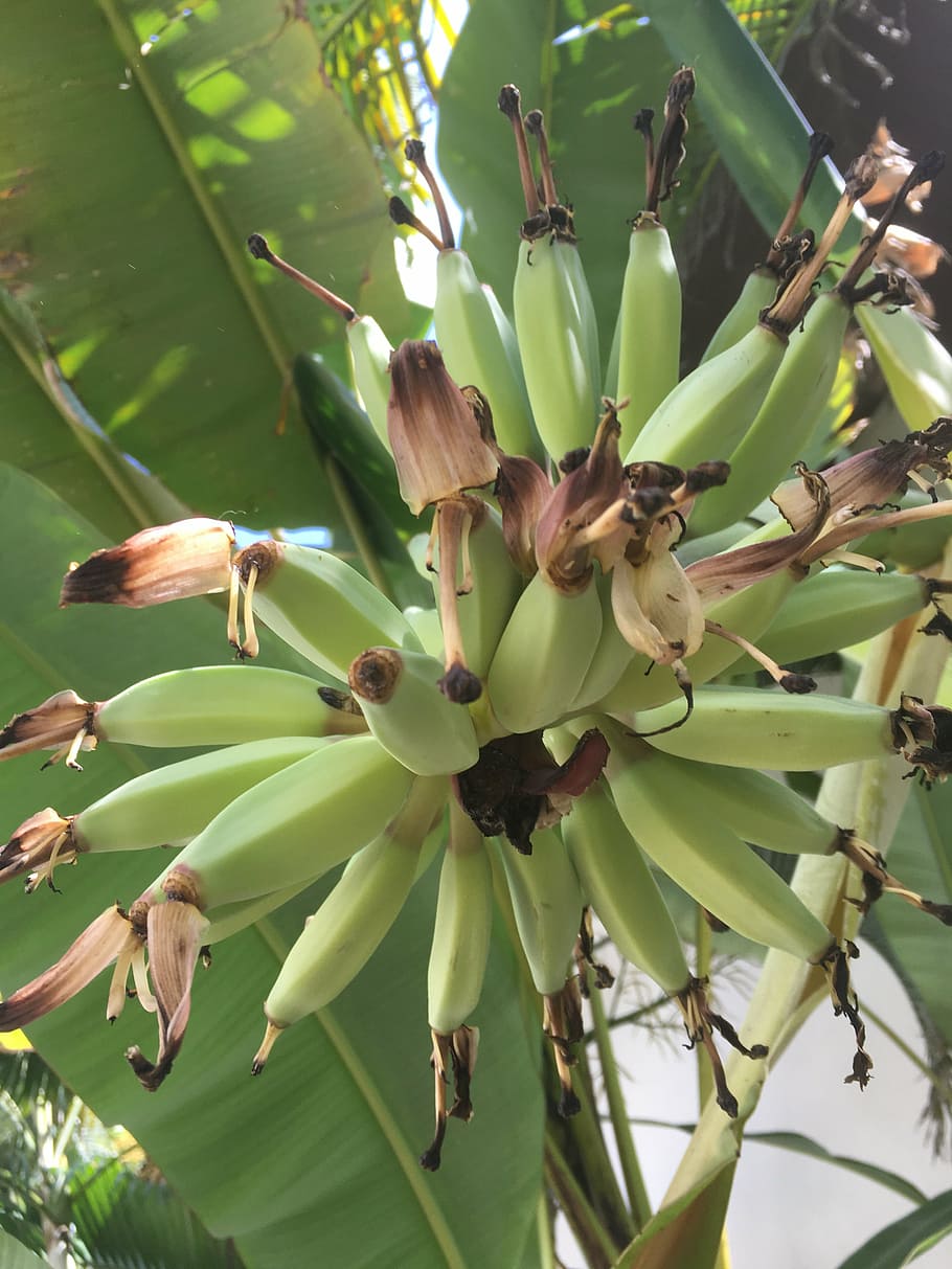 small, good, bananas, plant, growth, flower, beauty in nature HD wallpaper